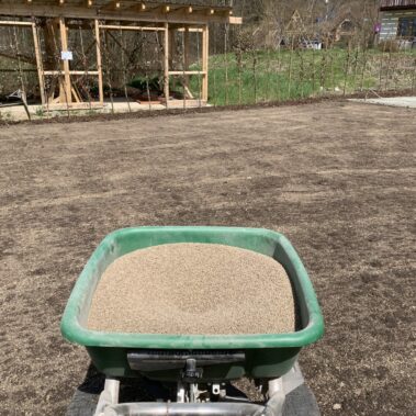 Rasenansaat Düngung