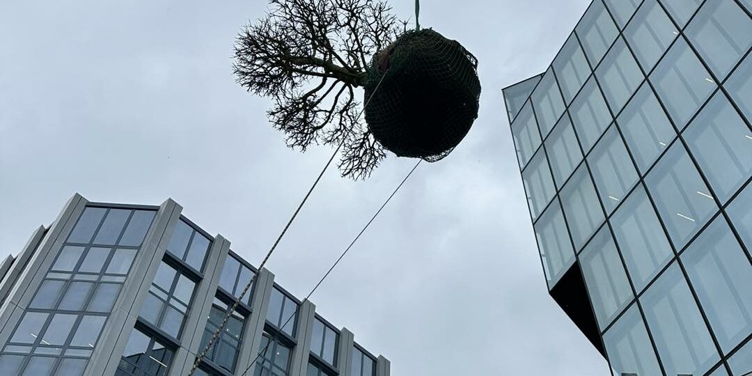 Spektakuläre Pflanzaktion bei einem unserer Projekte! Spektakuläre Pflanzaktion bei einem unserer Projekte. Der Baum wird einem Kran in die Luft gehoben.