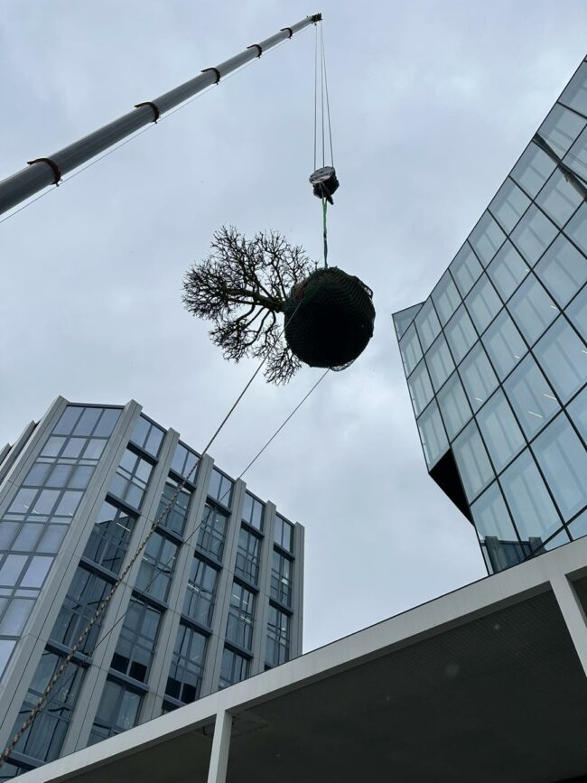 Spektakuläre Pflanzaktion bei einem unserer Projekte! Spektakuläre Pflanzaktion bei einem unserer Projekte. Der Baum wird einem Kran in die Luft gehoben.