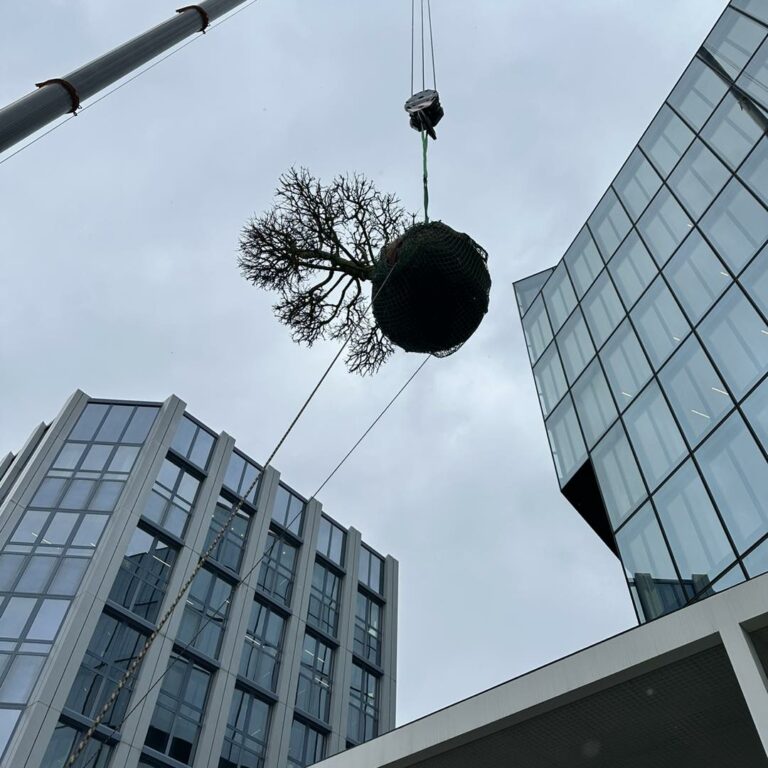 Spektakuläre Pflanzaktion bei einem unserer Projekte. Der Baum wird einem Kran in die Luft gehoben.